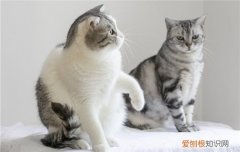 公猫比母猫温顺嘛 公猫比母猫温顺
