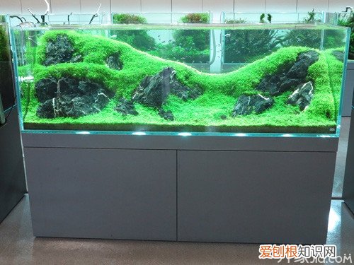 爱养鱼的朋友看看吧！草缸造景的六大误区，鱼缸造景什么水草好养