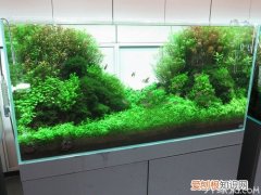 爱养鱼的朋友看看吧！草缸造景的六大误区，鱼缸造景什么水草好养