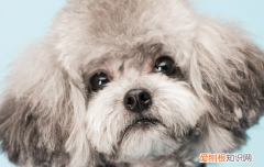 泰迪狗吃石榴籽危险吗 泰迪狗狗可以吃石榴籽吗