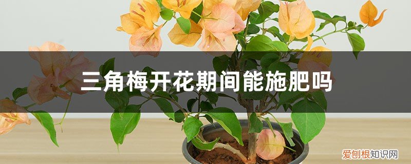 三角梅开花的时候能不能施肥 三角梅开花期间能施肥吗，开花能浇水吗