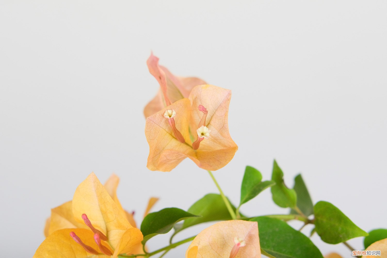 三角梅浇水后叶子都掉了怎么回事 三角梅浇水的正确方法，浇水过多叶子都掉了怎么办