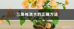 三角梅浇水后叶子都掉了怎么回事 三角梅浇水的正确方法，浇水过多叶子都掉了怎么办