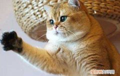 猫咪脚底烫是发烧吗 猫咪脚底烫