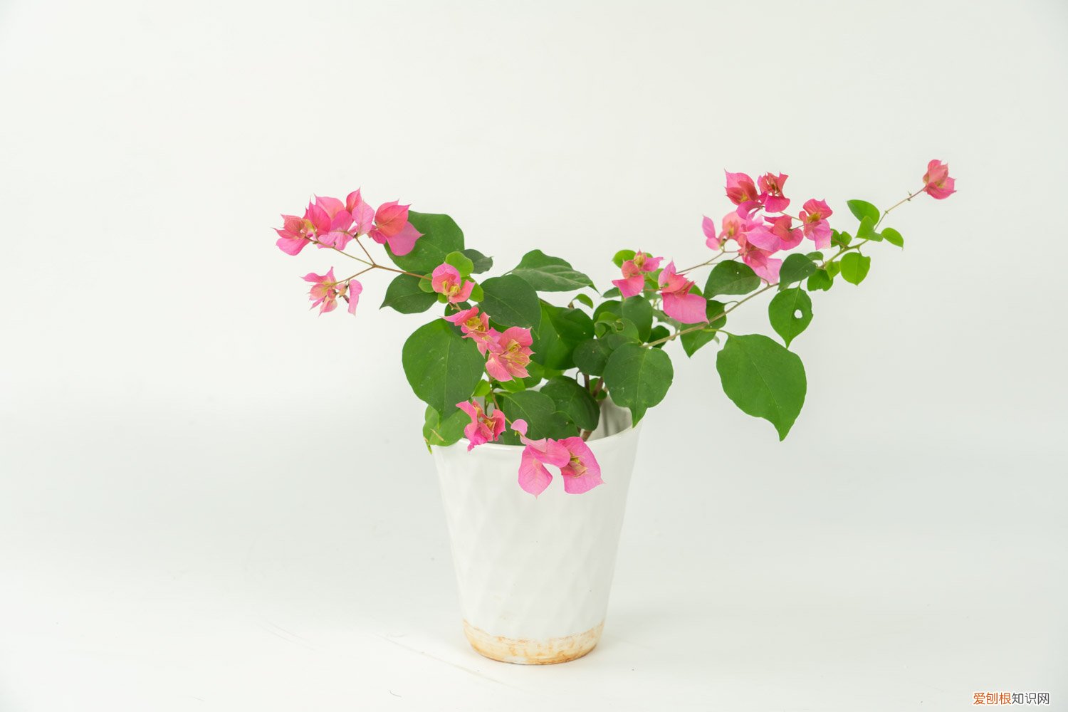 三角梅浇水太多 三角梅浇水要浇透吗，浇水浇多了怎么办