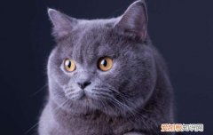 英短蓝猫怀孕一般生几个 英短蓝猫怀孕生多少个