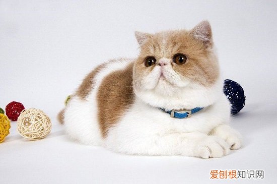 猫咪太胖了怎么办 猫咪太胖