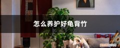 龟背竹用什么盆栽最好 怎么养护好龟背竹，龟背竹有哪些品种