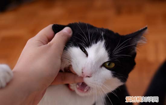 猫咪喜欢蹭人的脚 猫咪喜欢蹭人