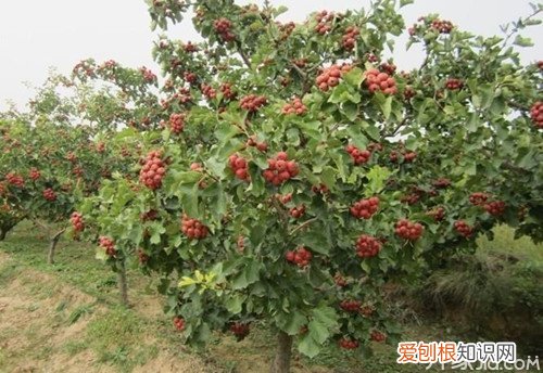 山楂树图片赏析山楂树的特点及种植方法