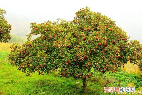 山楂树图片赏析山楂树的特点及种植方法