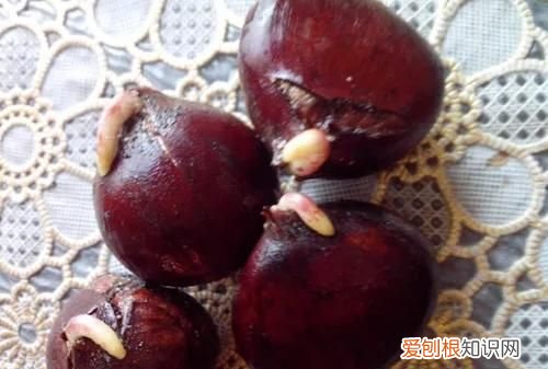 发芽的食物有毒素吗,石榴发芽了会中毒吗