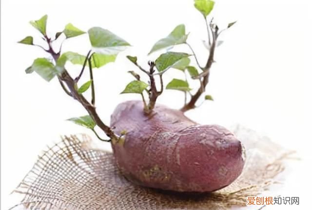 发芽的食物有毒素吗,石榴发芽了会中毒吗