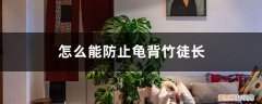 龟背竹用施肥吗 怎么能防止龟背竹徒长，龟背竹可以使用矮壮素吗