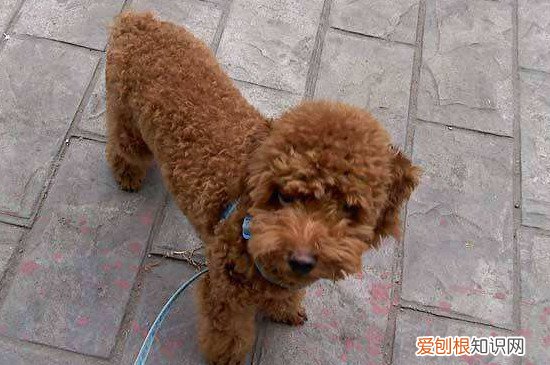 看泰迪纯不纯看什么 看泰迪纯不纯