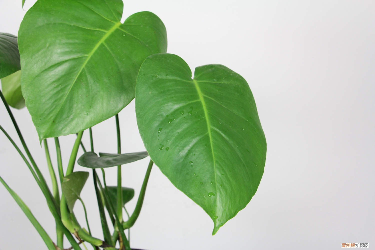 龟背竹养护技巧,龟背竹好养吗图片 龟背竹养护技巧，龟背竹好养吗