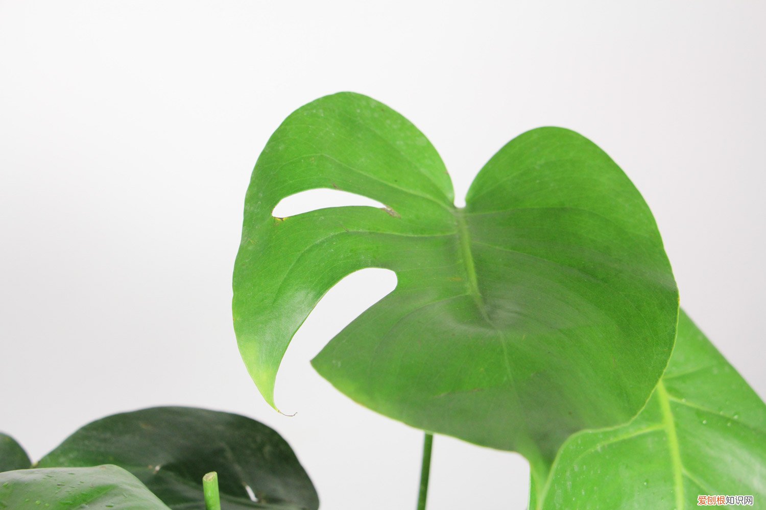 龟背竹的施肥浇水管理 龟背竹如何正确浇水施肥，龟背竹对光照有需求吗