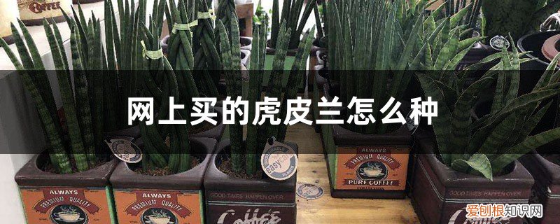 新买虎皮兰怎么上盆 网上买的虎皮兰怎么种，上盆后的注意事项