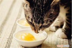 2个月小猫能吃鸡蛋黄吗,2个月小猫能吃鸡蛋黄会怎么样,2个月小猫能吃鸡蛋黄会有什么影响