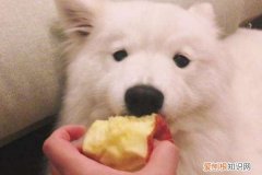 狗能吃吗苹果 狗吃苹果的好处和坏处