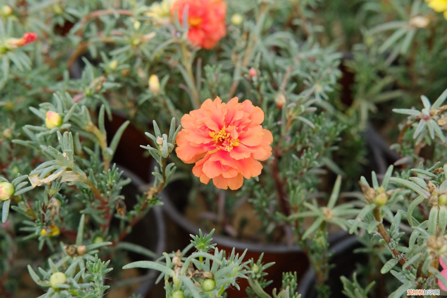 太阳花冬天在室外会死吗 盆栽太阳花冬季养护，太阳花冬天会死吗