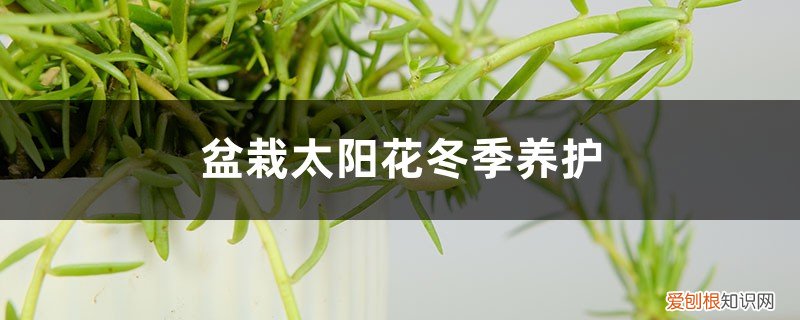 太阳花冬天在室外会死吗 盆栽太阳花冬季养护，太阳花冬天会死吗