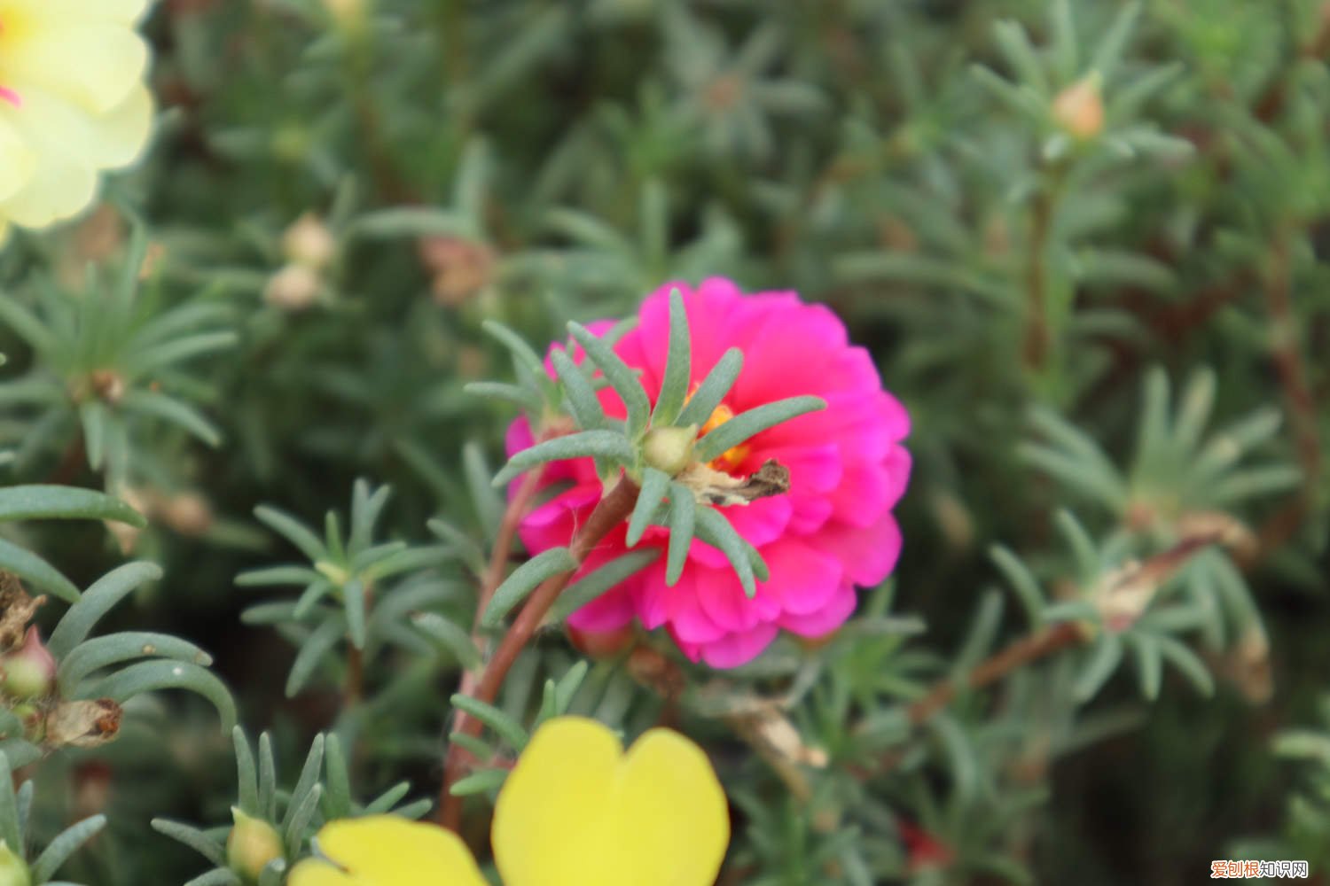 太阳花冬天在室外会死吗 盆栽太阳花冬季养护，太阳花冬天会死吗