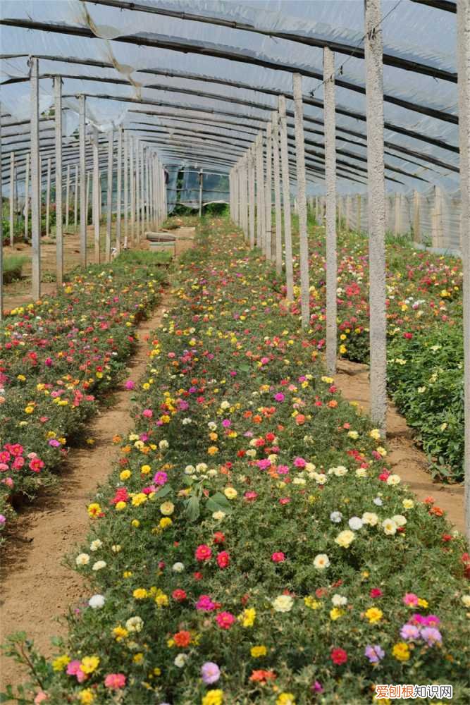 太阳花冬天在室外会死吗 盆栽太阳花冬季养护，太阳花冬天会死吗