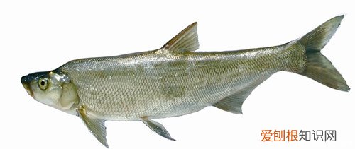 白鱼怎么做好吃白鱼的最家常做法，你值得拥有！