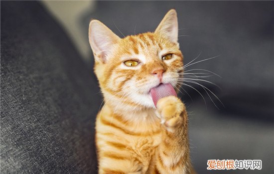 猫咪吐舌头喘气怎么回事 猫咪吐舌头喘气