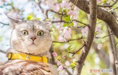 猫毛会吸到肺里去吗? 猫毛很难吸进肺