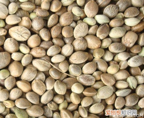 火麻仁怎么吃便秘患者的福音来了