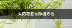 太阳花适合什么时候种植 太阳花怎么种植方法，种植季节