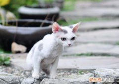 德文卷毛猫为什么贵 德文卷毛猫贵的原因