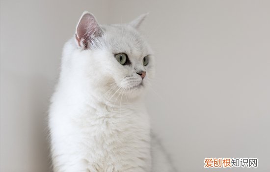 猫一天吃多少猫粮 成年猫一天吃多少猫粮