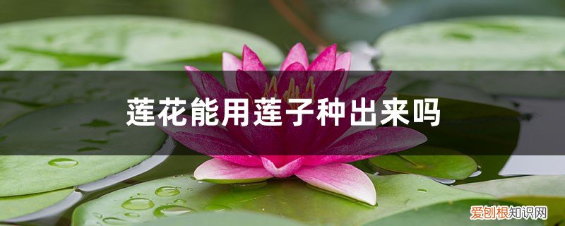 怎样种莲子花 莲花能用莲子种出来吗，如何用莲子种莲花