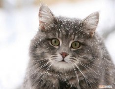 挪威森林猫价格多少钱一只 挪威森林猫的价格
