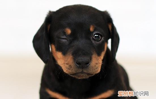 狼狗能吃饭店的剩菜剩饭吗 黑狼犬可以吃剩菜剩饭吗