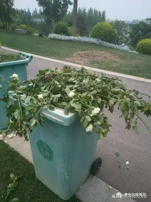垃圾桶能带回家吗，垃圾桶捡到一盆花，1个小技巧，1个月生根，花开满盆！