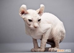 斯芬克斯猫怎样看纯不纯 斯芬克斯猫怎样看品相