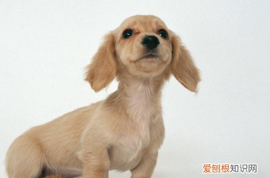 养腊肠犬的都是什么人 腊肠犬养熟