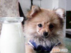 十几天的小狗能喝纯牛奶吗 小狗能喝纯牛奶吗