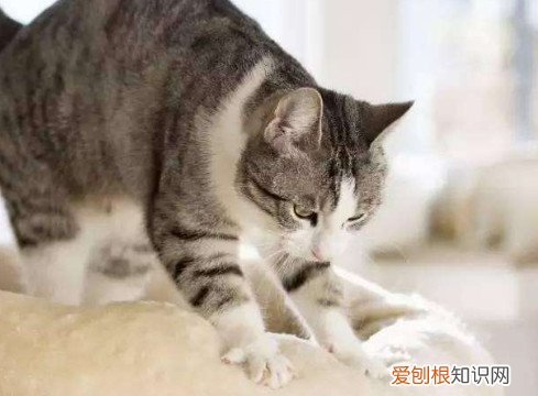 猫咪踩奶行为是怎么回事 猫咪有踩奶行为