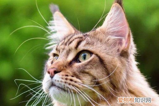 缅因猫认主人吗 缅因猫是认主人的