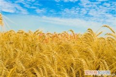 小麦品种介绍 小麦哪个品种比较好