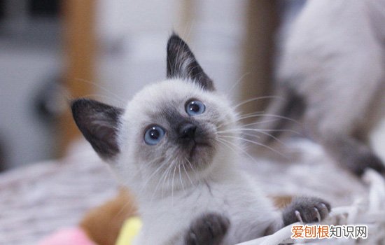 为什么高端猫舍不养暹罗猫 猫舍卖暹罗的原因