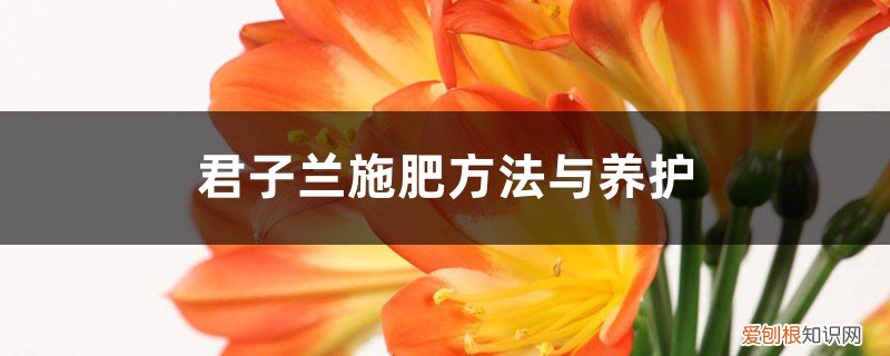 君子兰的施肥方法怎样给君子兰施肥 君子兰施肥方法与养护，浇水的正确方法