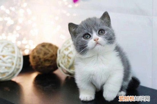 小猫断奶要多久 小猫断奶