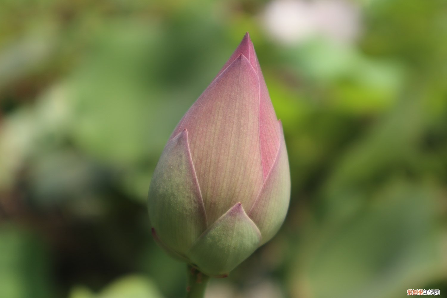 莲花会被淹死吗? 莲花对水的要求,莲花淋雨会死吗