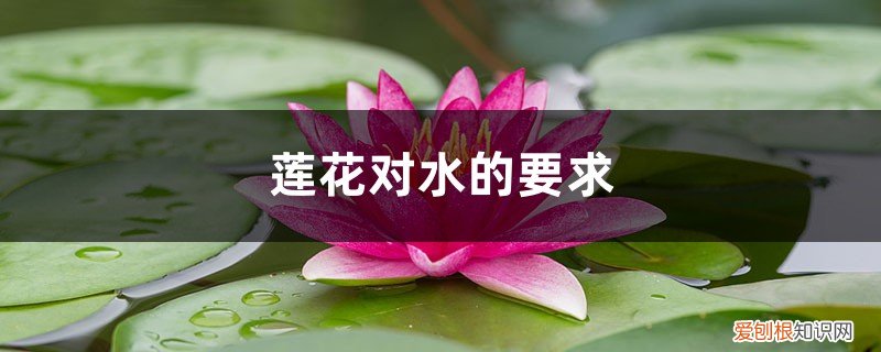 莲花会被淹死吗? 莲花对水的要求,莲花淋雨会死吗